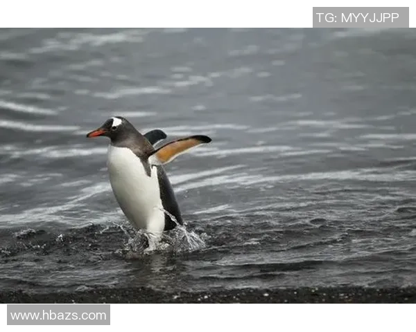 跳水运动的技术演变与未来发展趋势探讨